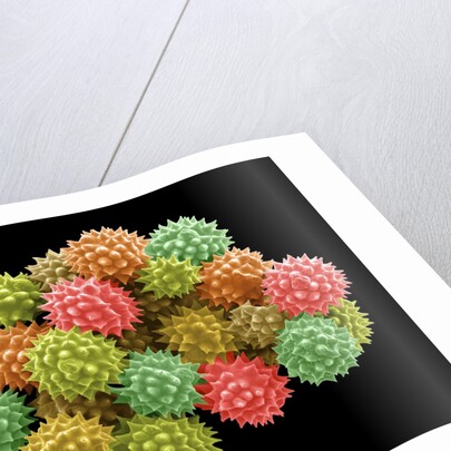 Pollen Grains by Anonymous