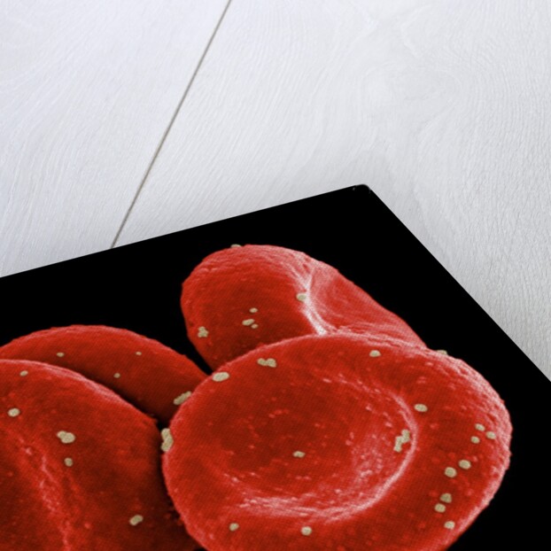 Red Blood Cells by Anonymous