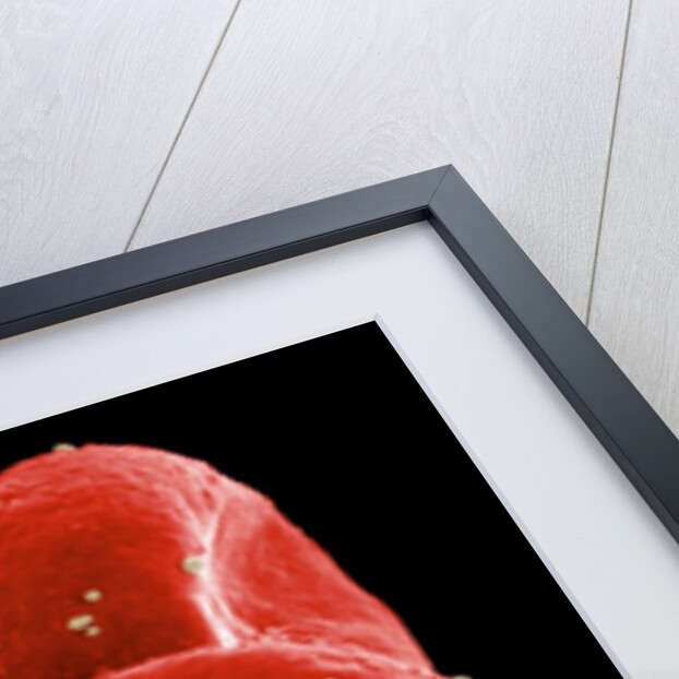 Red Blood Cells by Anonymous