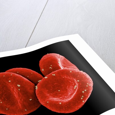 Red Blood Cells by Anonymous