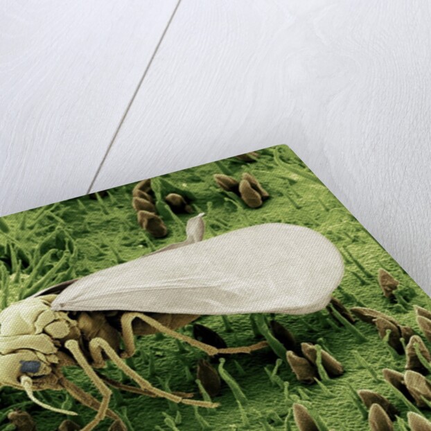 Whitefly on Leaf by Anonymous