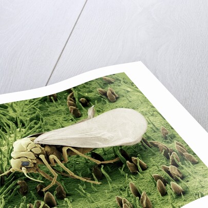 Whitefly on Leaf by Anonymous