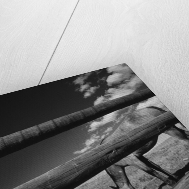 Black and white tilted view of horse grazing in meadow with wooden fence in foreground by Anonymous