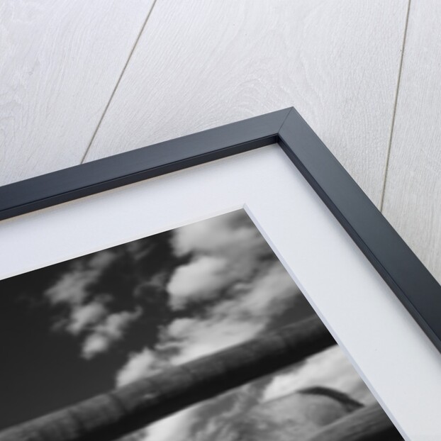 Black and white tilted view of horse grazing in meadow with wooden fence in foreground by Anonymous