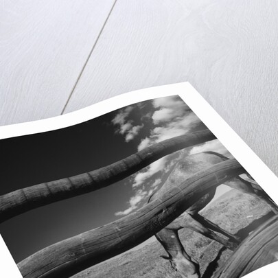 Black and white tilted view of horse grazing in meadow with wooden fence in foreground by Anonymous