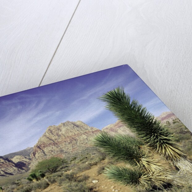 Tree in desert setting with rock formations in the background by Anonymous