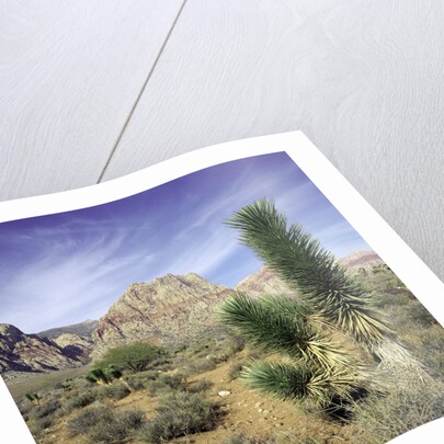 Tree in desert setting with rock formations in the background by Anonymous