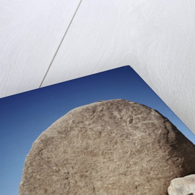 Rock in Joshua Tree National Park by Anonymous