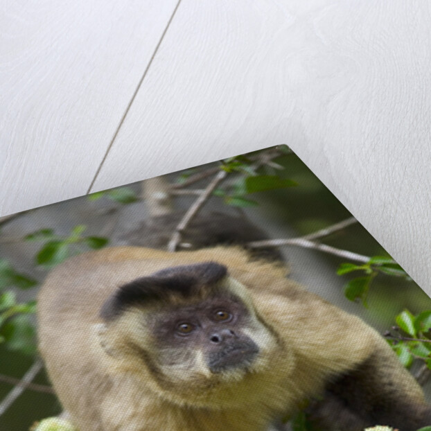 Black-tufted Capuchin by Anonymous