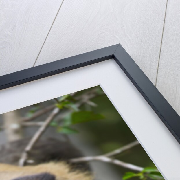 Black-tufted Capuchin by Anonymous