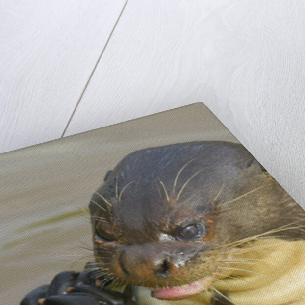 Giant River Otter by Anonymous