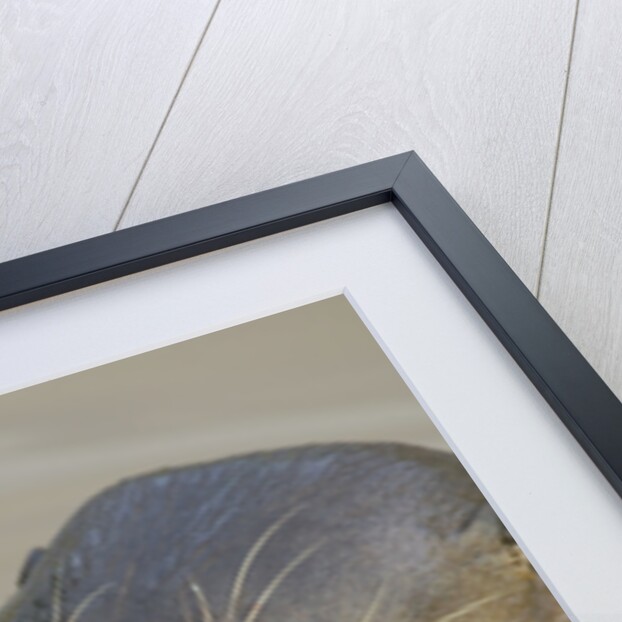 Giant River Otter by Anonymous