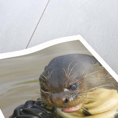 Giant River Otter by Anonymous