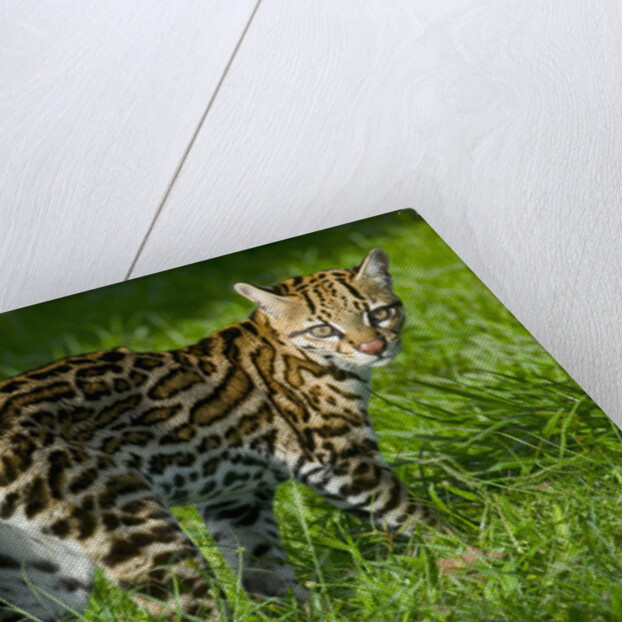 Ocelot by Anonymous