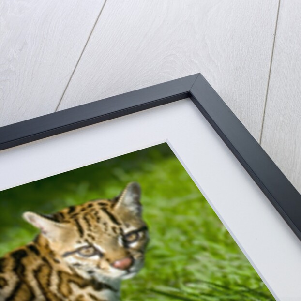 Ocelot by Anonymous