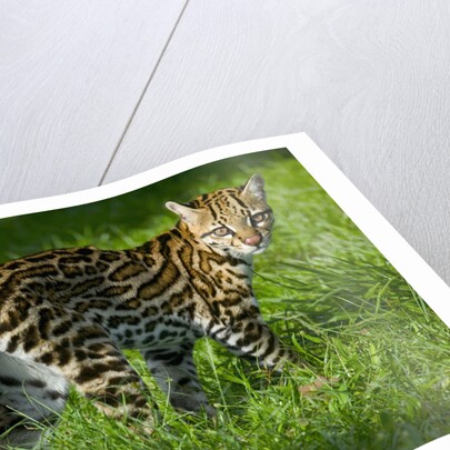 Ocelot by Anonymous