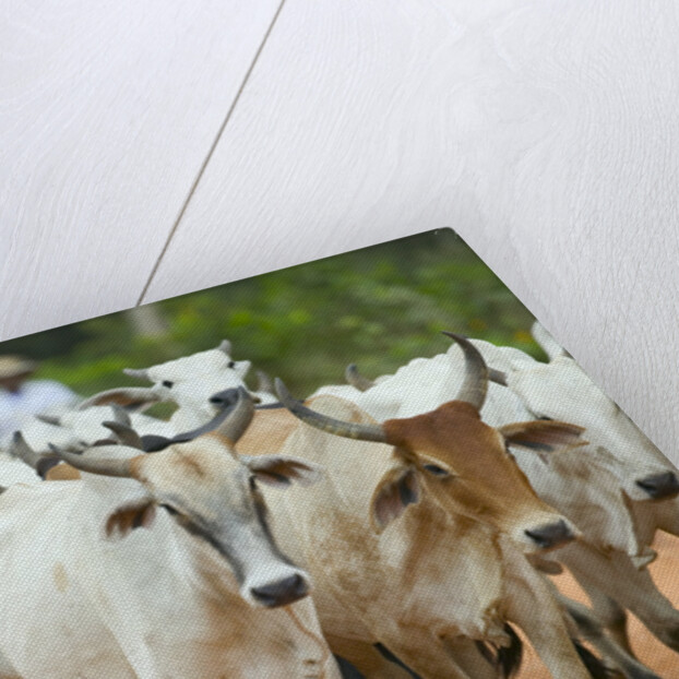 Herd of Cattle by Anonymous
