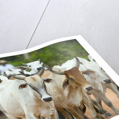 Herd of Cattle by Anonymous