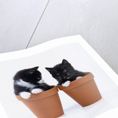 Two Kittens in Flower Pots by Anonymous