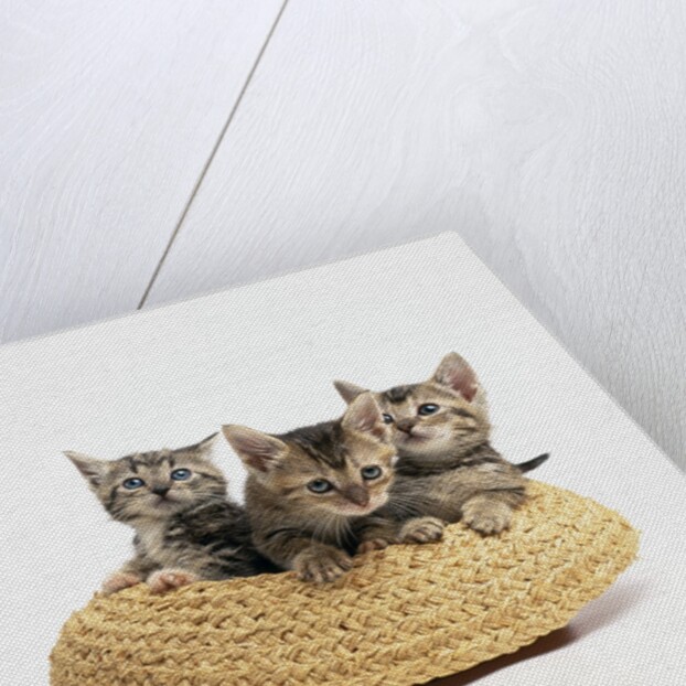 Kittens in Straw Hat by Anonymous