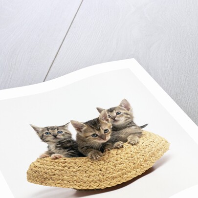 Kittens in Straw Hat by Anonymous
