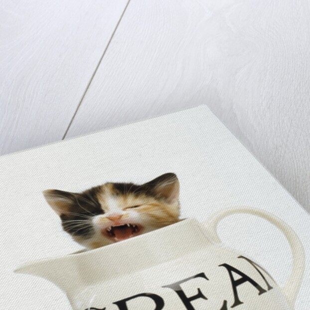 Kitten in a Creamer by Anonymous