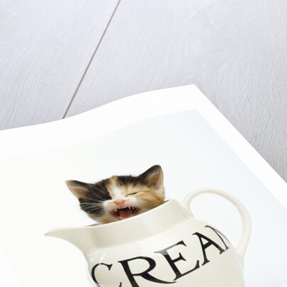 Kitten in a Creamer by Anonymous
