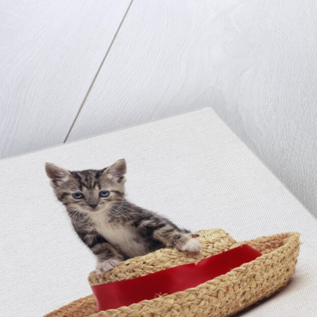 Kitten on Straw Hat by Anonymous
