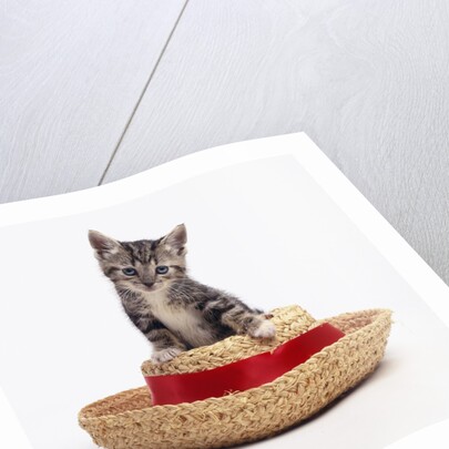 Kitten on Straw Hat by Anonymous