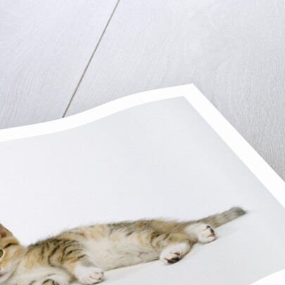 Relaxed Kitten by Anonymous