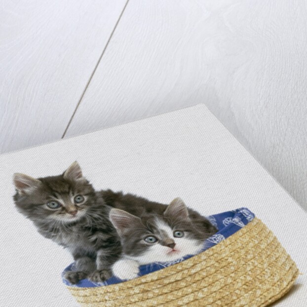 Kittens in Sewing Basket by Anonymous