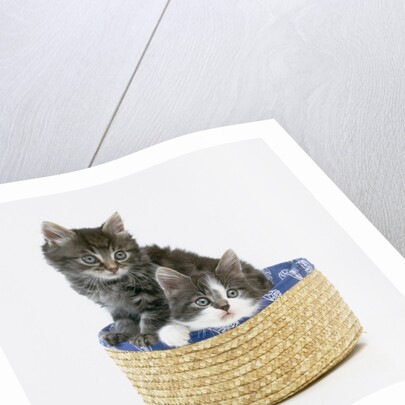 Kittens in Sewing Basket by Anonymous