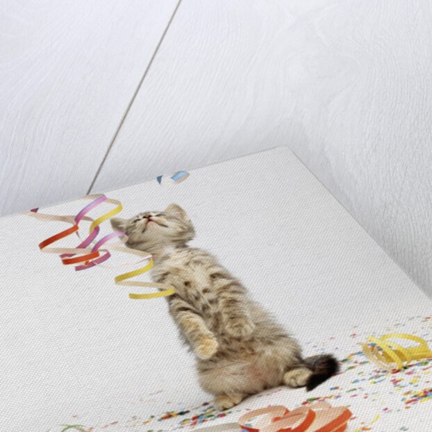 Kitten at Party by Anonymous