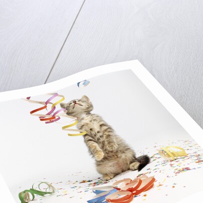 Kitten at Party by Anonymous