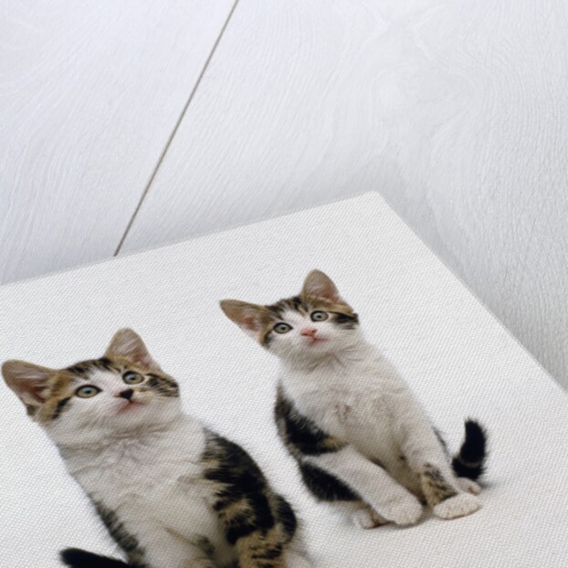 Pair of Kittens by Anonymous