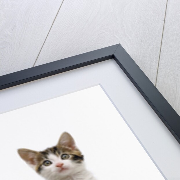 Pair of Kittens by Anonymous