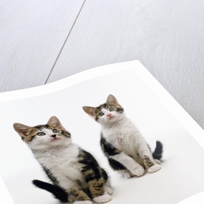 Pair of Kittens by Anonymous