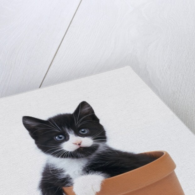 Kitten in Flower Pot by Anonymous