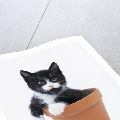 Kitten in Flower Pot by Anonymous