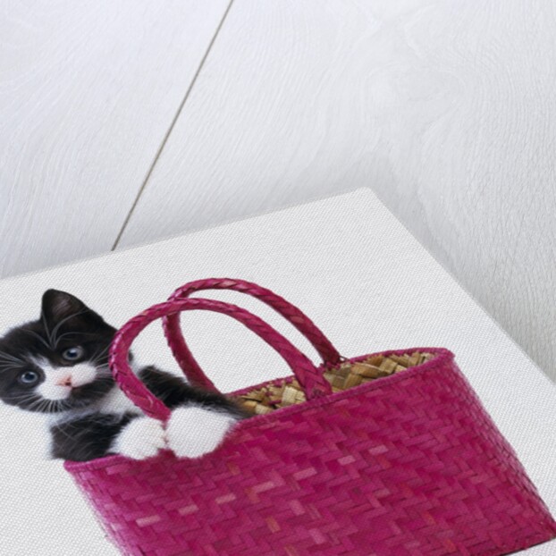 Kitten in Basket by Anonymous