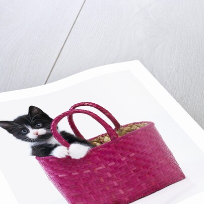 Kitten in Basket by Anonymous