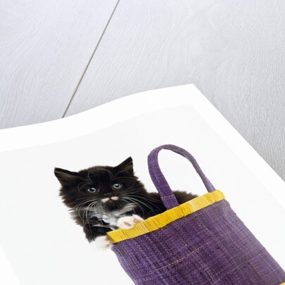 Kitten in a Tote Bag by Anonymous