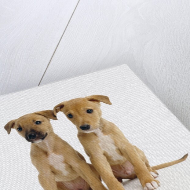 Puppies by Anonymous