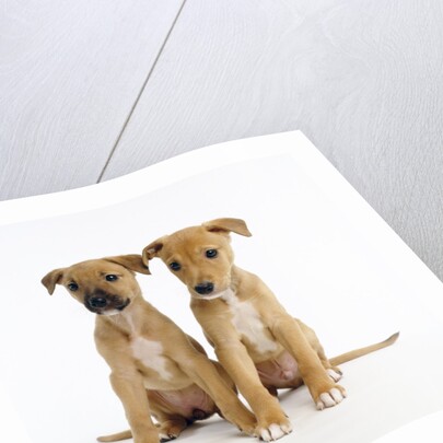 Puppies by Anonymous
