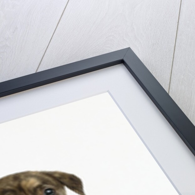 Pit Bull Puppy with 1st Place Ribbon by Anonymous