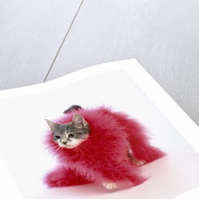 Kitten Wearing Feather Boa by Anonymous