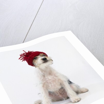 Terrier in Knit Cap by Corbis