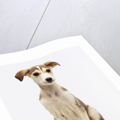 Whippet-Lurcher Cross Breed by Anonymous