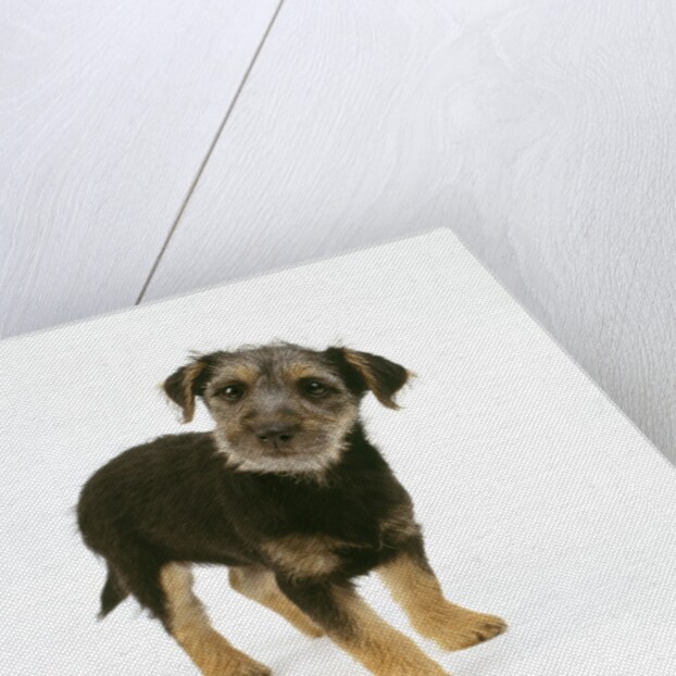 Mixed Terrier Puppy by Anonymous