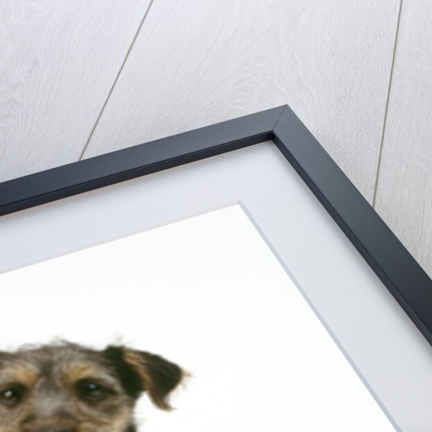 Mixed Terrier Puppy by Anonymous